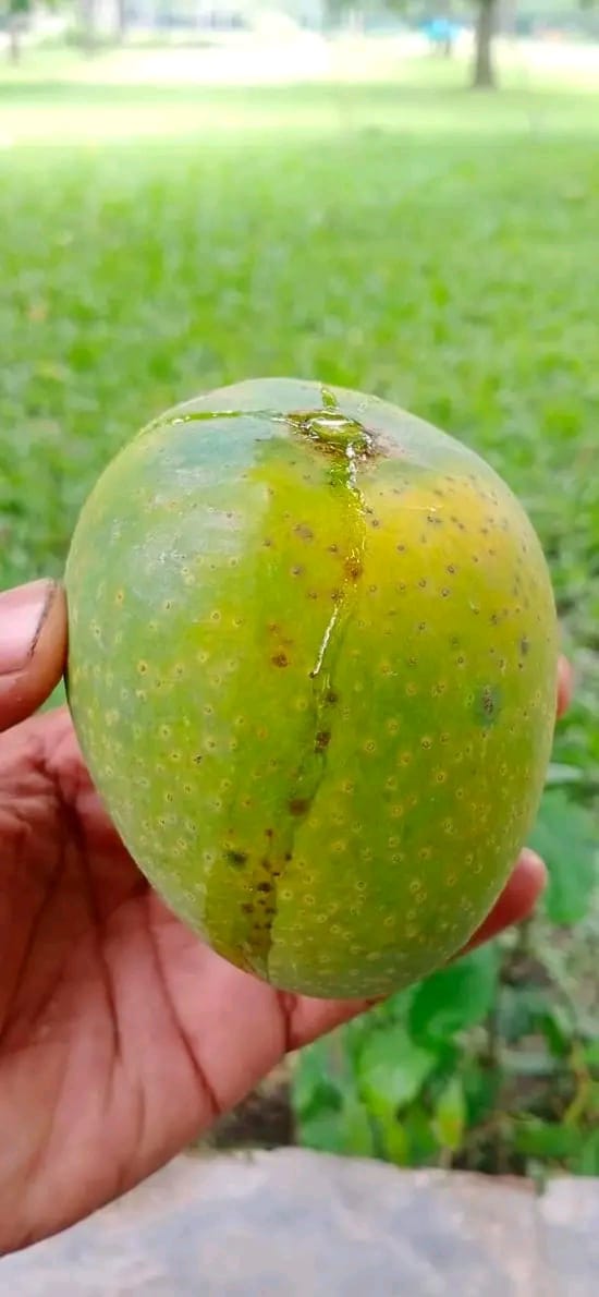 Mango Rajshahi (রাজশাহীর আম) - Image 11