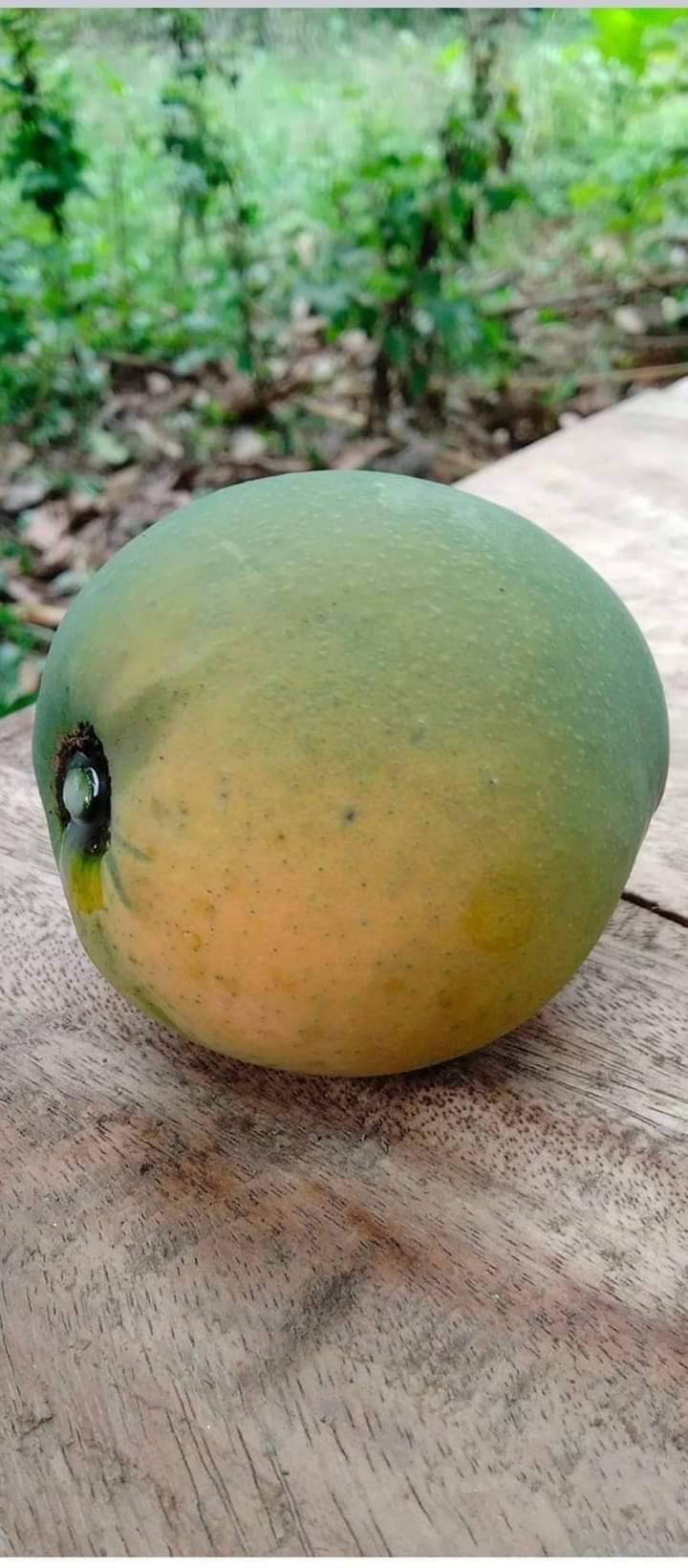 Mango Rajshahi (রাজশাহীর আম) - Image 9
