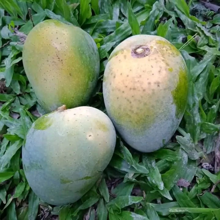 Mango Rajshahi (রাজশাহীর আম) - Image 10