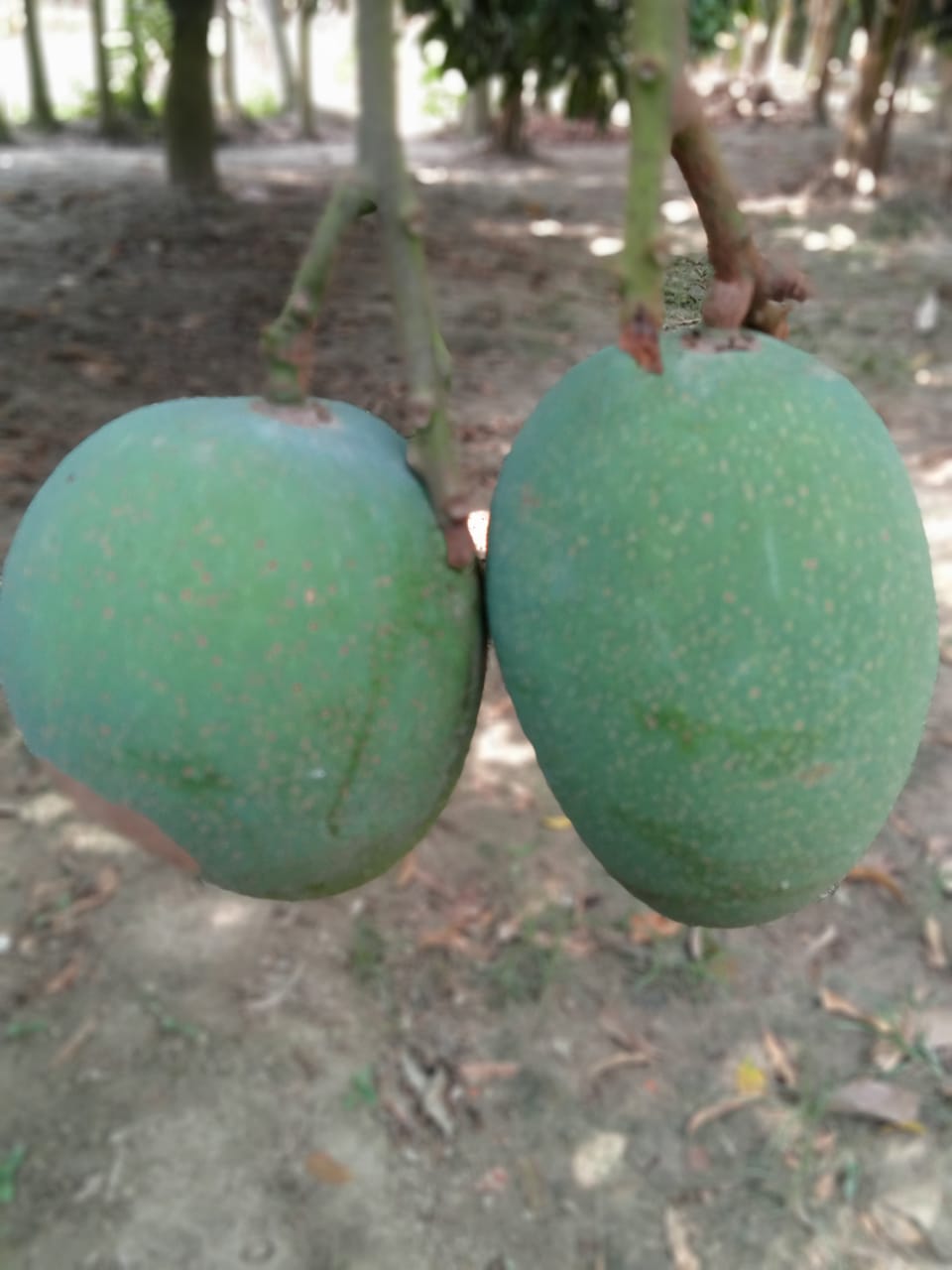 Mango Rajshahi (রাজশাহীর আম) - Image 7