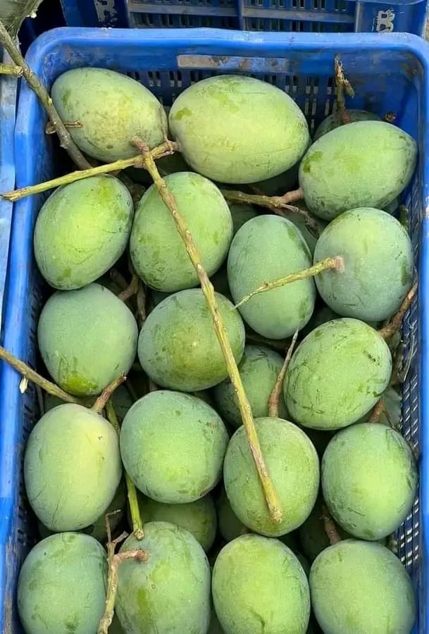 Mango Rajshahi (রাজশাহীর আম) - Image 8