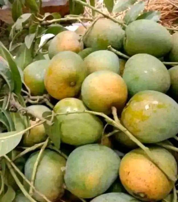 Mango Rajshahi (রাজশাহীর আম) - Image 5