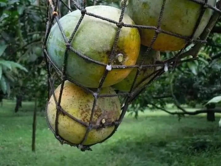 Mango Rajshahi (রাজশাহীর আম) - Image 6