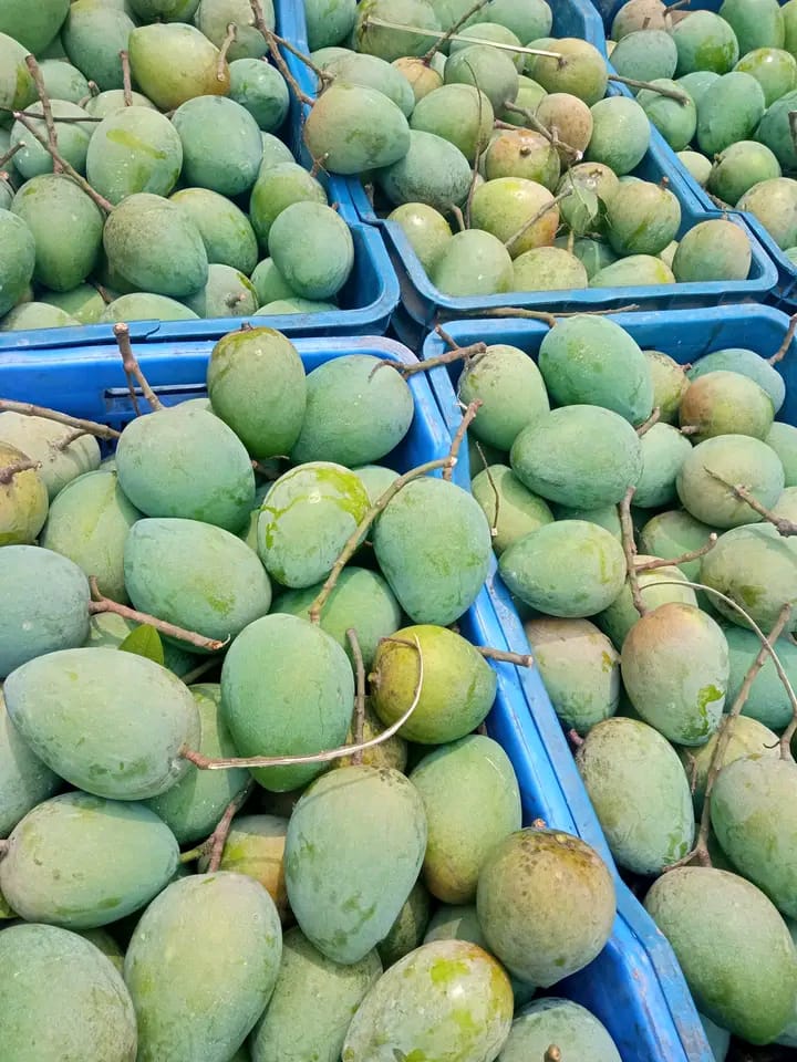 Mango Rajshahi (রাজশাহীর আম) - Image 2