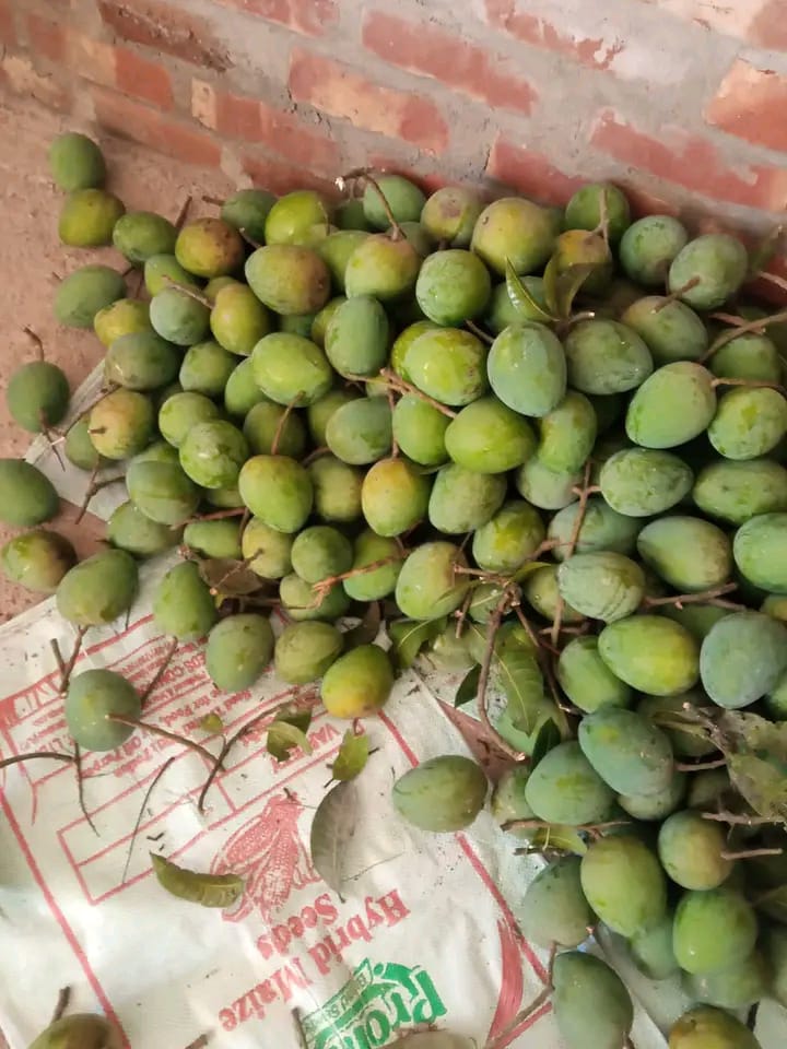 Mango Rajshahi (রাজশাহীর আম) - Image 4