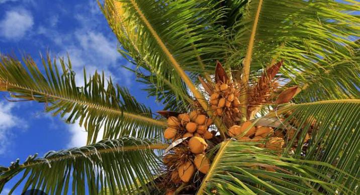 Coconut (নারকেল) - Image 5