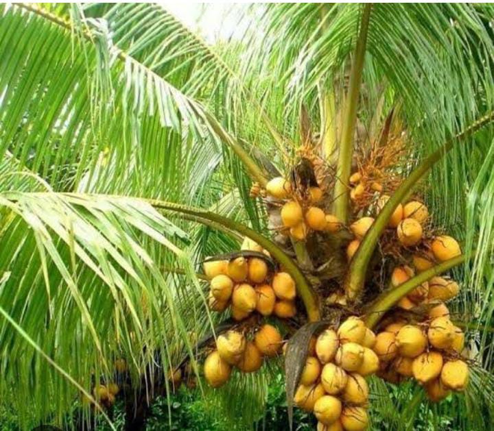 Coconut (নারকেল) - Image 6