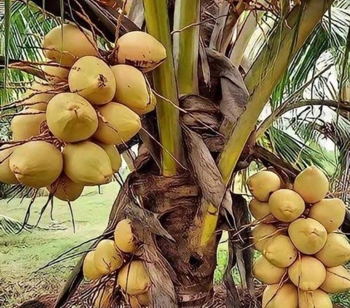 Coconut (নারকেল) - Image 7