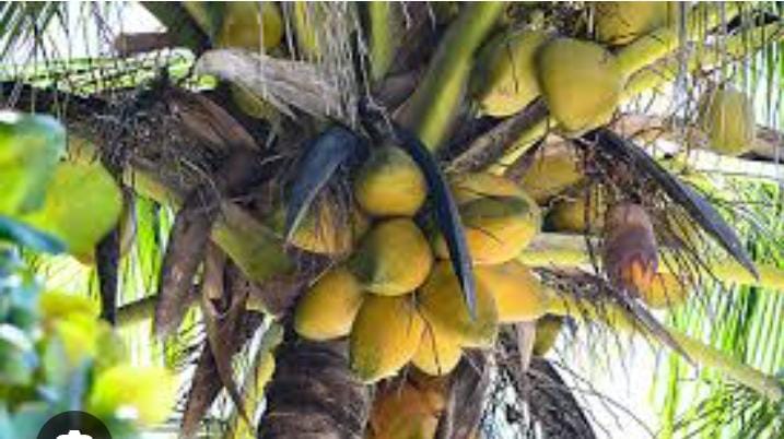 Coconut (নারকেল) - Image 3