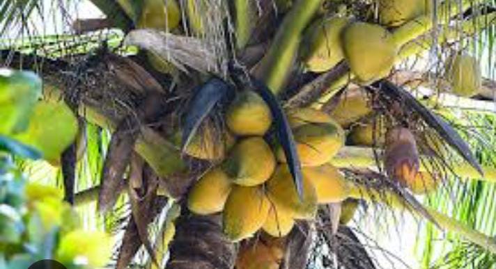 Coconut (নারকেল) - Image 4