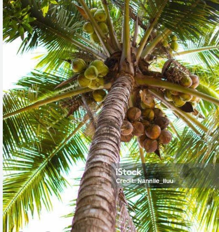 Coconut (নারকেল) - Image 2