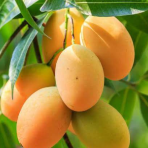 Mango Rajshahi (রাজশাহীর আম)