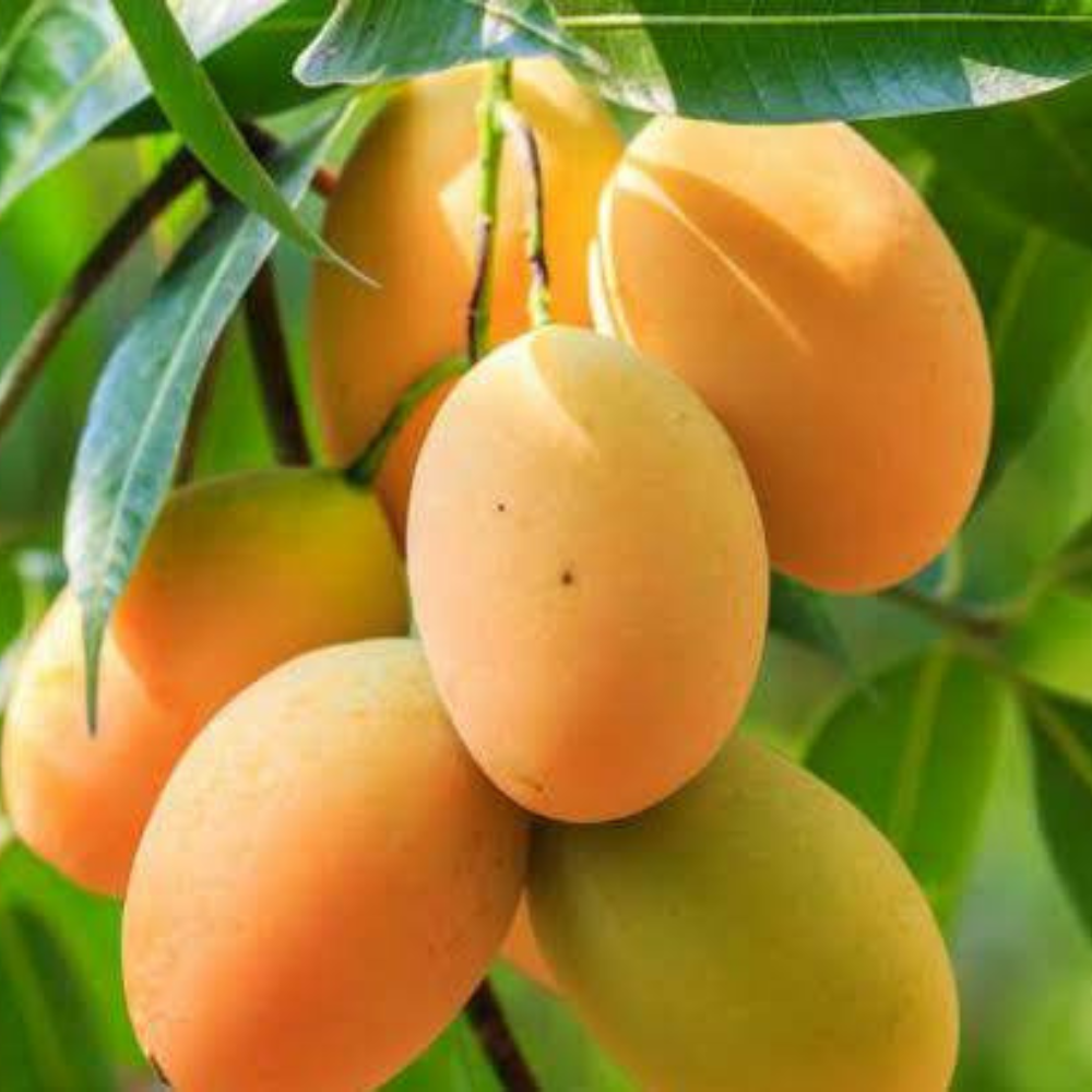 Mango Rajshahi (রাজশাহীর আম)
