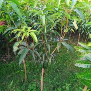Tree seedlings (গাছের চারা )