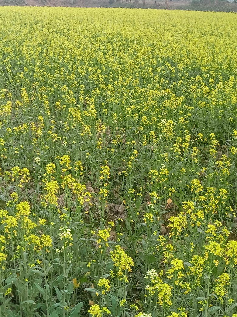 Organic Honey (মধু) - Image 3