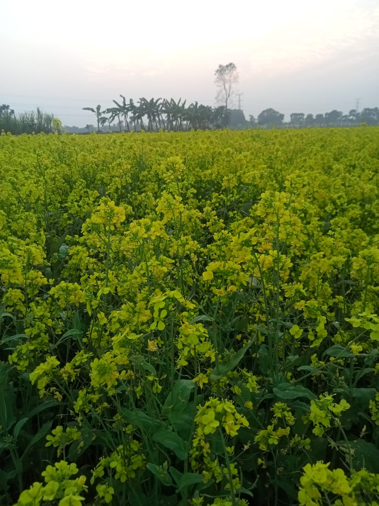Organic Honey (মধু) - Image 5