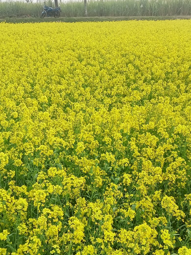 Mustard Oil (খাঁটি সরিষার তেল) - Image 6